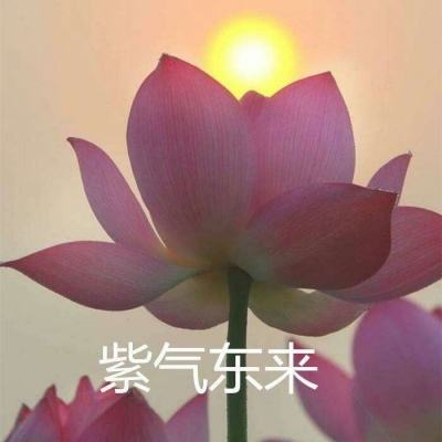 生存日记手游小米版下载